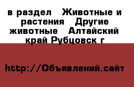  в раздел : Животные и растения » Другие животные . Алтайский край,Рубцовск г.